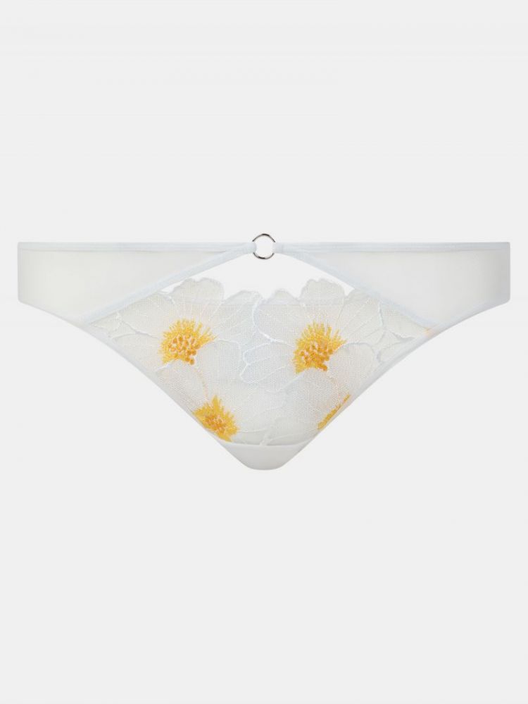  A37 DAISY